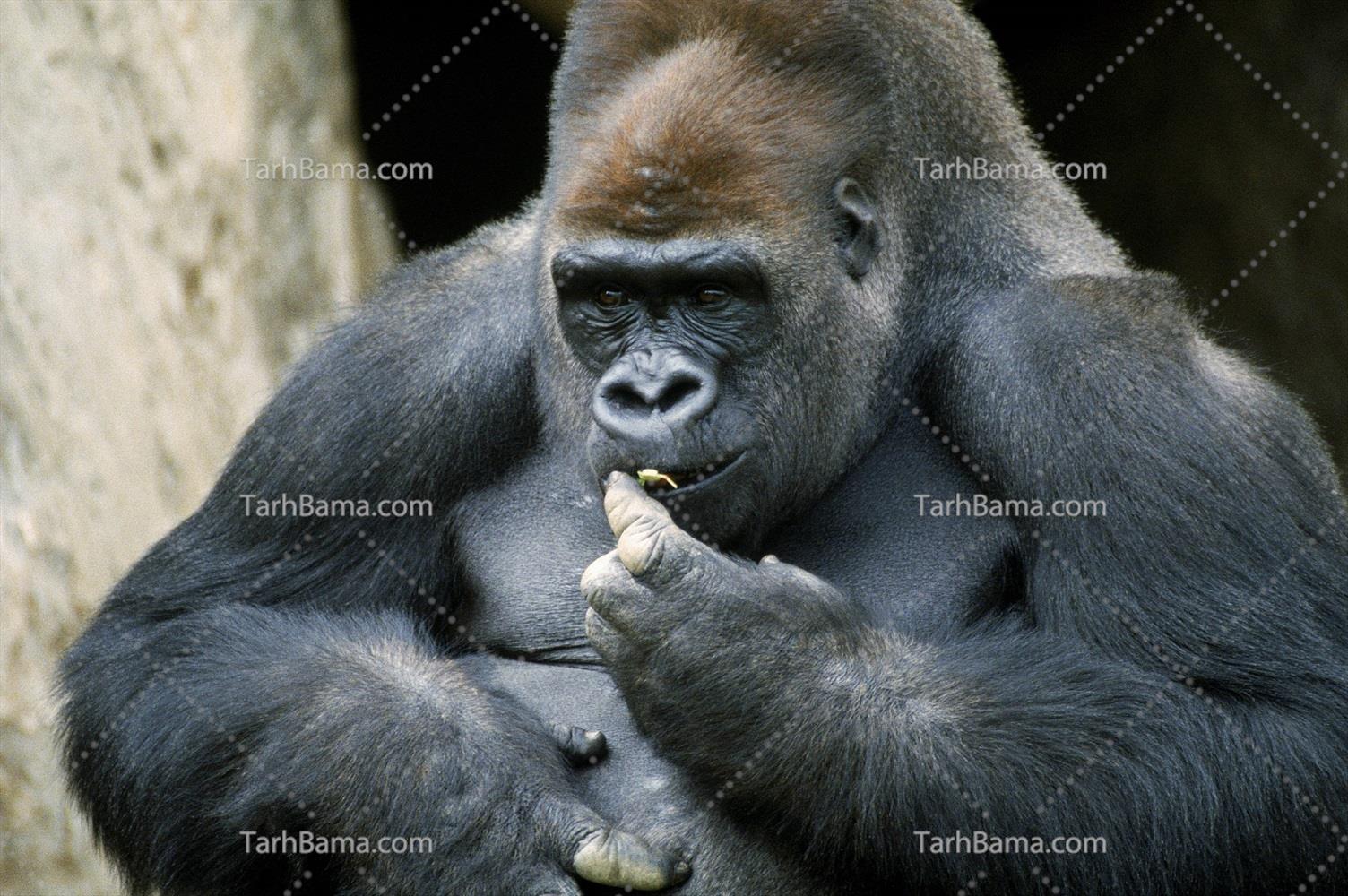 تصاویر پستانداران